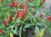 Pemkab Buleleng Gencarkan Gerakan Menanam Cabai dengan Mengoptimalkan Lahan Milik Pemerintah