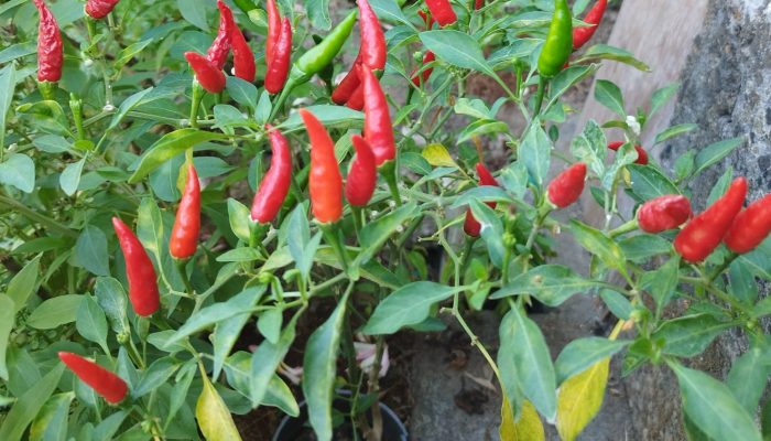 Pemkab Buleleng Gencarkan Gerakan Menanam Cabai dengan Mengoptimalkan Lahan Milik Pemerintah