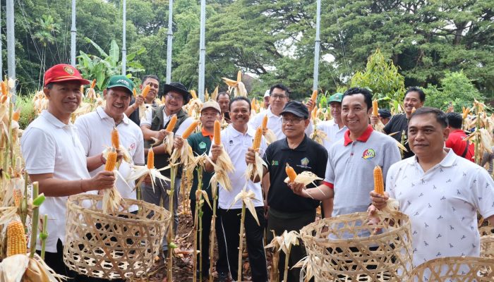 Panen Perdana di Kebun Kantor Gubernur Bali Hasilkan 400Kg Jagung Kering